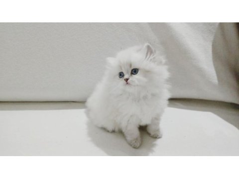 Cy 1133 british longhair point 50 günlük maviş