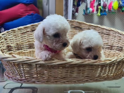 Kıvır kıvır gerçek orjinal bichon frise sadece bizde