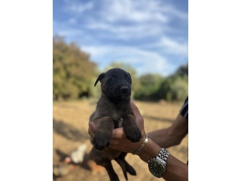 1 haftaya teslim belçika malinos bebekler