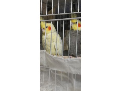 Çift sultan papağanı yumurta hazırlığındalar