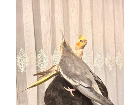 Çift sultan papağanı konuşkan ele alışık