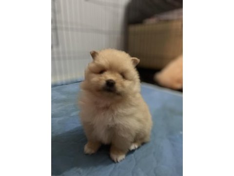 Mini mini yavrucaklar pomeranian boo