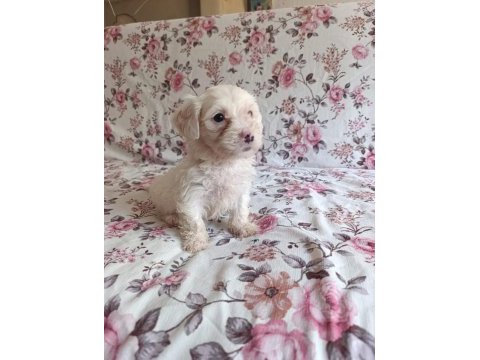 Teslime hazır terrier yavrular
