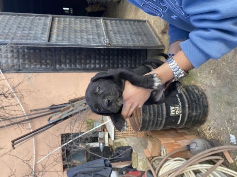 Cane corso koca kafa bebekler