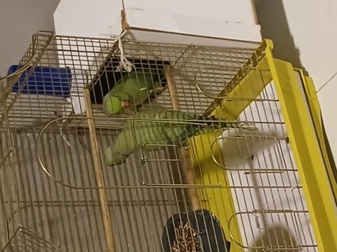 Erkek pakistan papağanı 2 adet