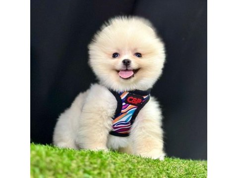 Sevimli pomeranian boo yavrularımız