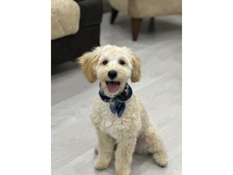 Çok oyuncu maltipoo 5 aylık