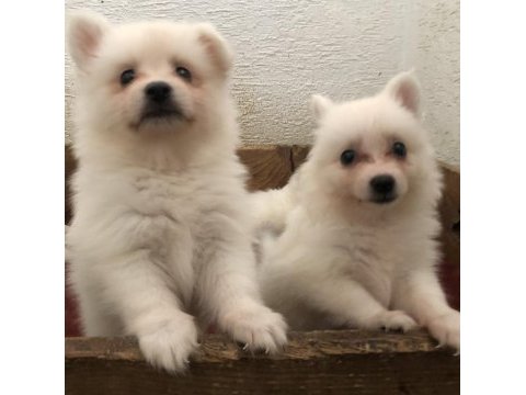 Spitz pomeranian bebekler