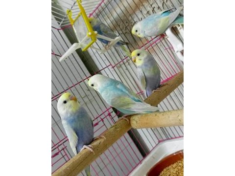 Forpus house farkıyla bebek rainbow muhabbet kuşları