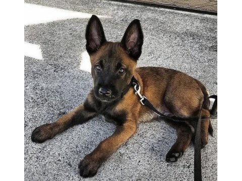 Malinois yavruları