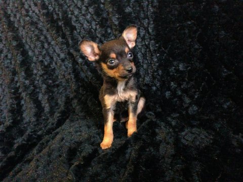 Güzellik abidesi şirin pinscher yavrularım