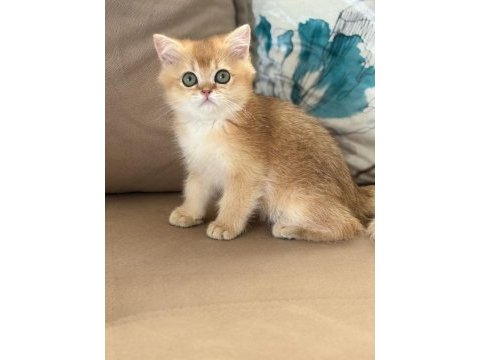 British shorthair erkek yavru teslime hazır