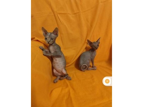Sphynx home