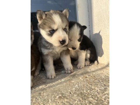 Muhteşem güzellikte husky yavrularımız yeni ailesini arıyor