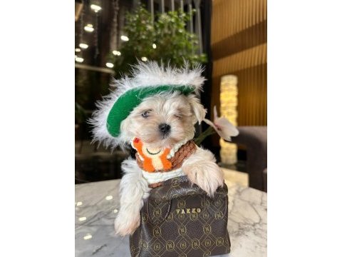 Babası ödüllü tatlı maltese oğlum coco