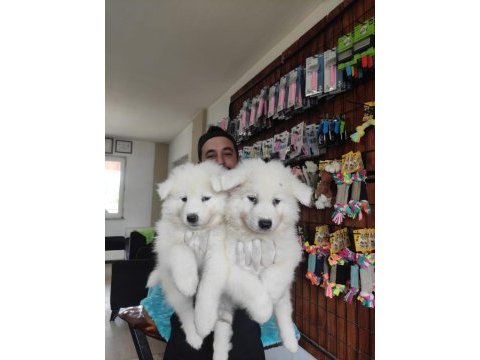 Ayi yavrusu samoyed a kalite ırk
