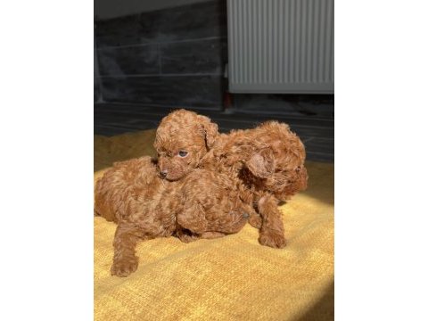 Yeni yuvalarını bekleyen ırk garantili yavru köpekler