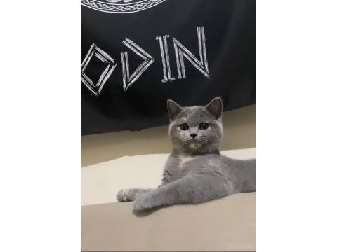 1 yaşında british shorthair