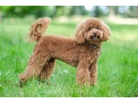 Toy poodle dişi ve erkek yavrularımız
