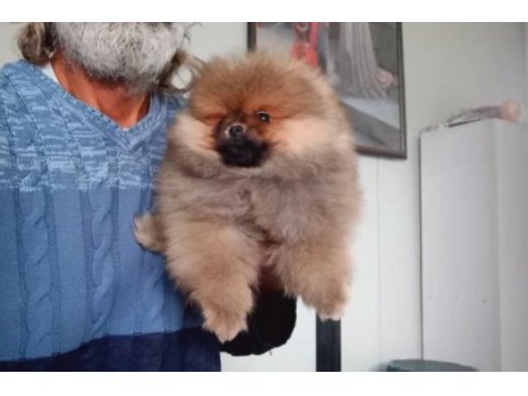 Orijinal pomeranian boo
