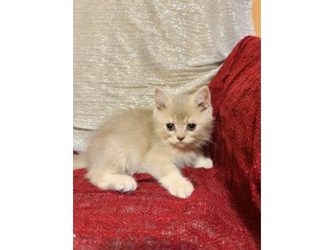 Sütten kesilen safkan british longhair bebekler