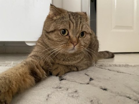 Scottish fold dişi kedimizi çiftleştirme