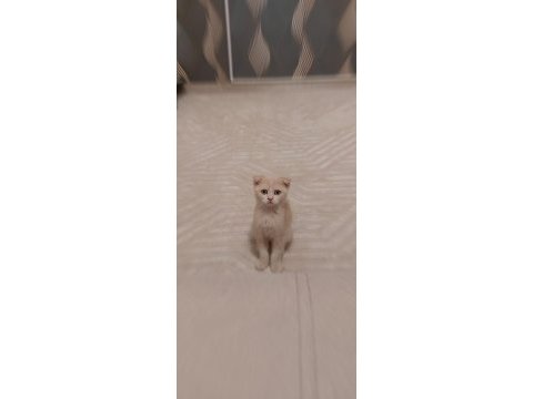 Safkan longhair kırık kulak renkli gözlü