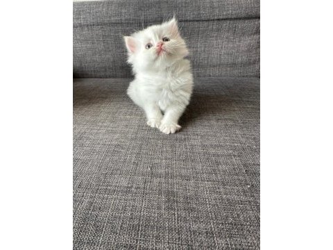 Sarı ve beyaz efsane güzellikteki yavru kedilerim