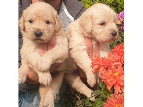 Golden retriever yavruları