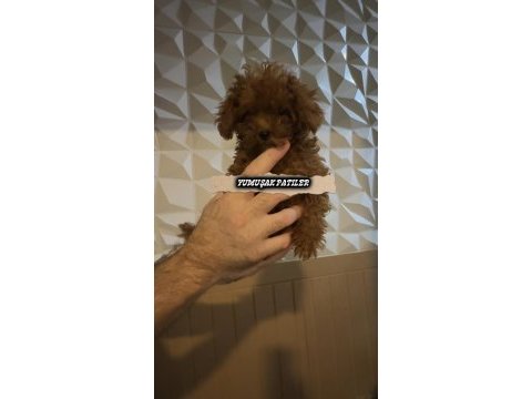 Red brown kore poodle