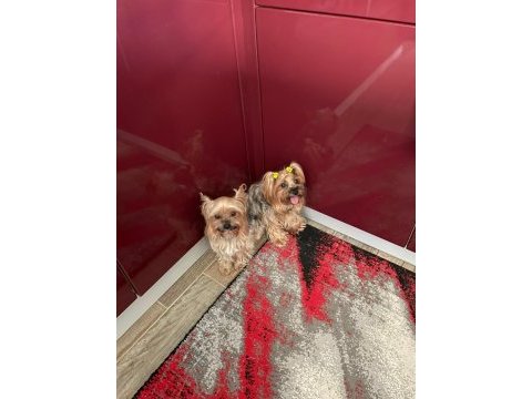 0 numara yorkshire terrier yavrularımız