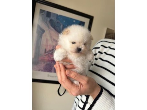 Güzel kızımın muhteşem pomeranian bebekleri