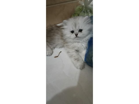 14 haziran doğumlu british longhair
