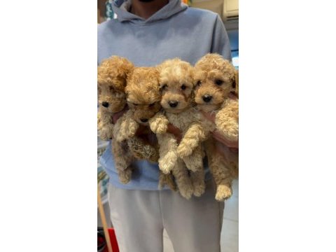 A kalite poodle bebeklerimiz