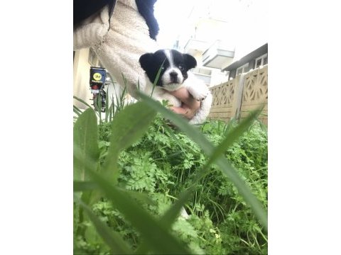 Kendi chihuahua kızımın yavruları