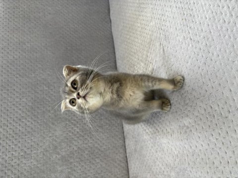 Yuvasını arayan minik scottish fold bebek