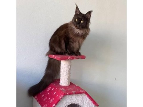 Yetişkin üretim şecereli dişi 2 yaşında maine coon