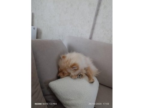 Sevgi bağımlısı 6 aylık erkek pomeranian
