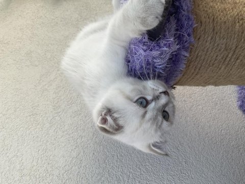 2.5 aylık scottish fold oğlumuz