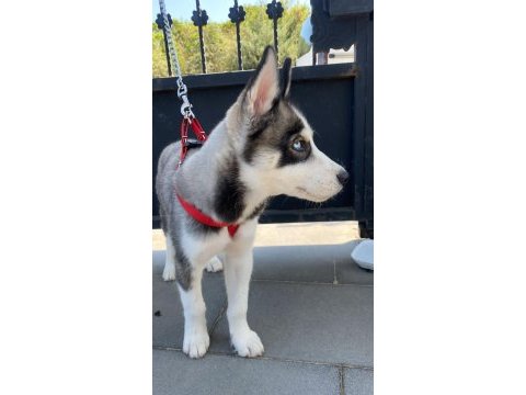 Husky 4 aylık yuva sibirya kurdu