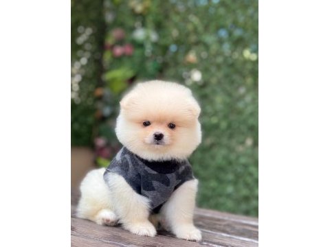 Orjinal sptiz olmayan pomeranian boo çocuklar
