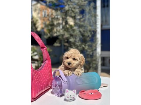Mini maltipoo yavrularımız