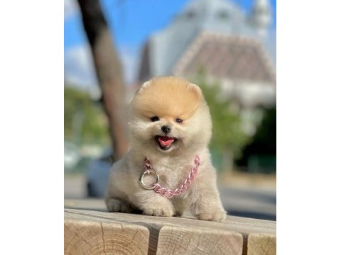 Sevimli pomeranian boo yavrularımız