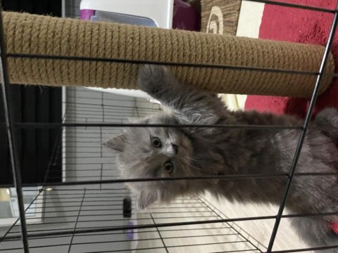 British shorthair scottish fold 2 aylık yavrular