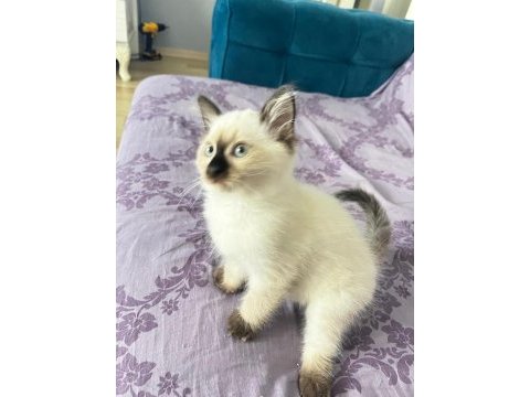 Erkek disi yavrularimiz yeni yuvalarina gitmeye hazir