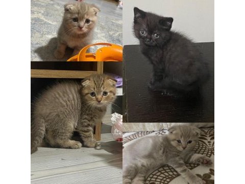 British shorthair ve scottish fold kardeşler