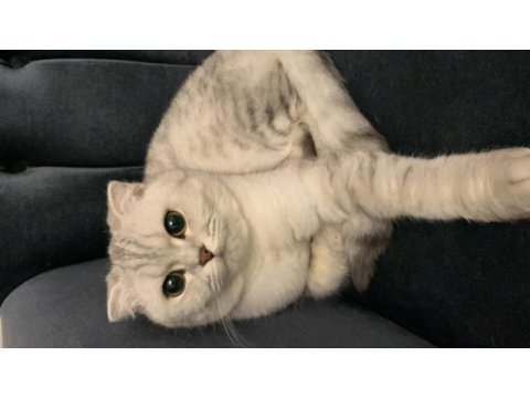 Scottish fold dişi 4 yaşında