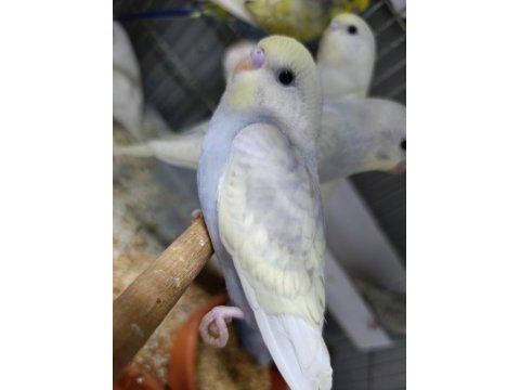 12 adet yeni yavru muhabbet kuşu