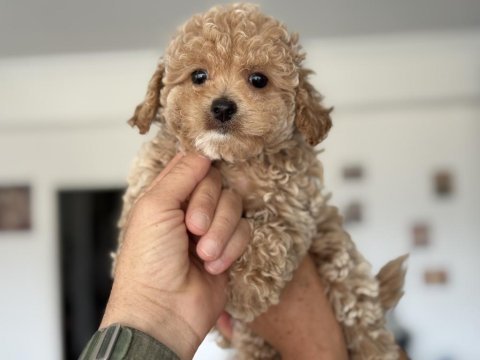 Petmode köpek çiftliğinde ziyarete açık kore maltipoo