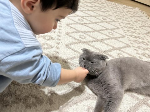 Scottish fold kedimiz dumanımız